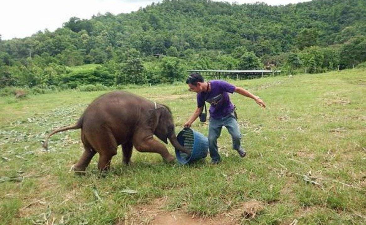 elefante bebé