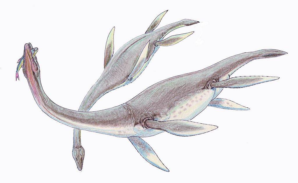 Plesiosaurio Plesiosaurio