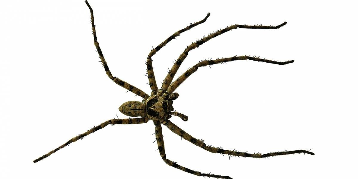 Mexicanos crearon un antídoto contra el veneno de la temida araña violinista o de rincón