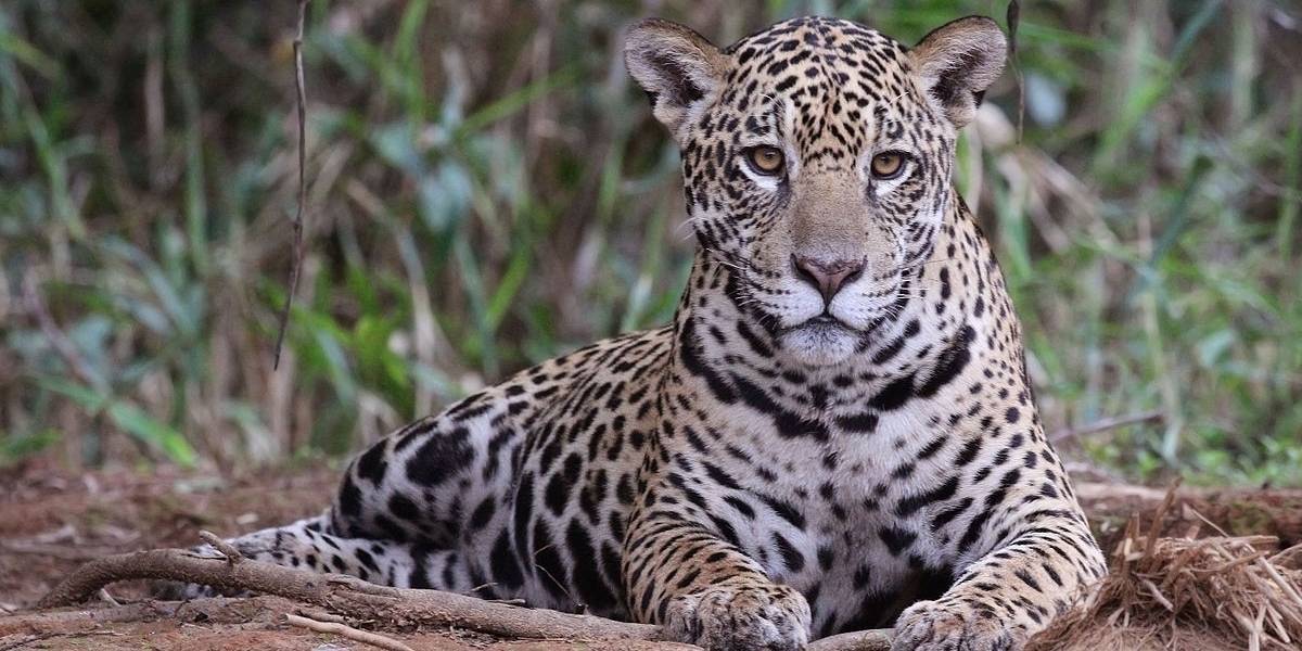 Saltó una valla en el zoológico para tomarse selfie con un jaguar y las cosas salieron muy mal