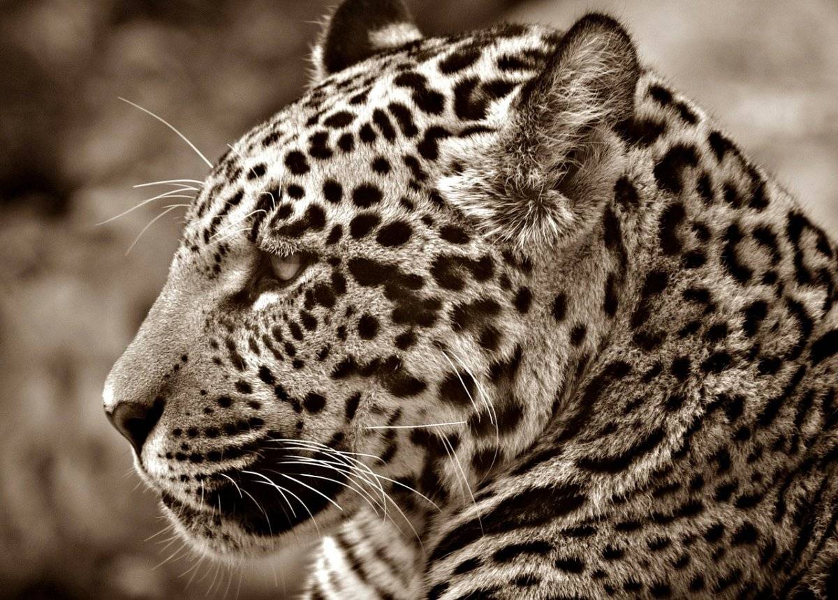 Saltó una valla en el zoológico para tomarse selfie con un jaguar y las cosas salieron muy mal