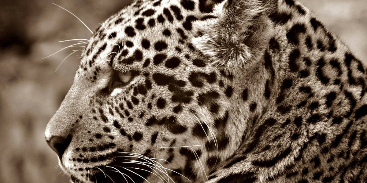 Conoce las 10 especies más icónicas de México que están en peligro de extinción