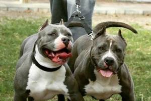 Niño de 7 años es devorado por sus pitbulls en Chimalhuacán tras olvido de llaves