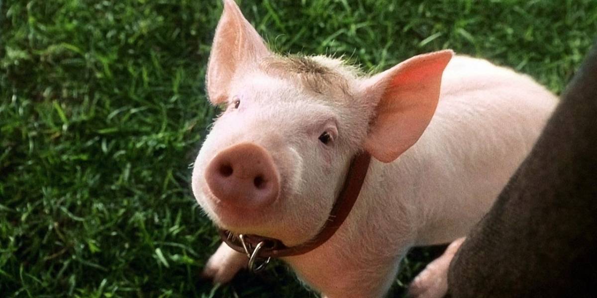Científicos logran revivir cerebros de cerdo fuera de sus respectivas cabezas