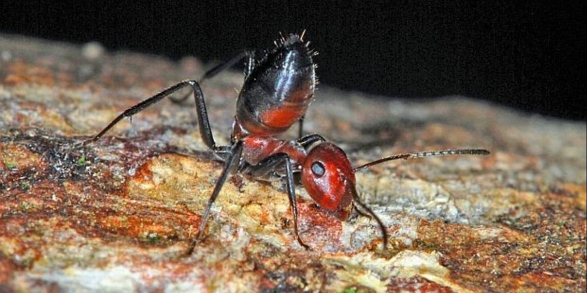 Hallan nueva especie de "hormiga explosiva" en la isla de Borneo