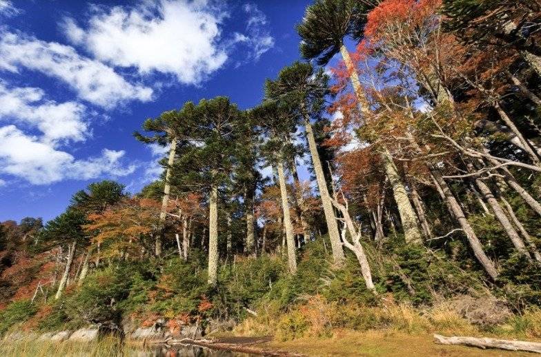 Araucarias