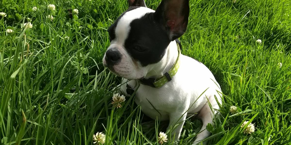 La ciencia lo demuestra: un año humano no equivale a siete años de edad de un perro