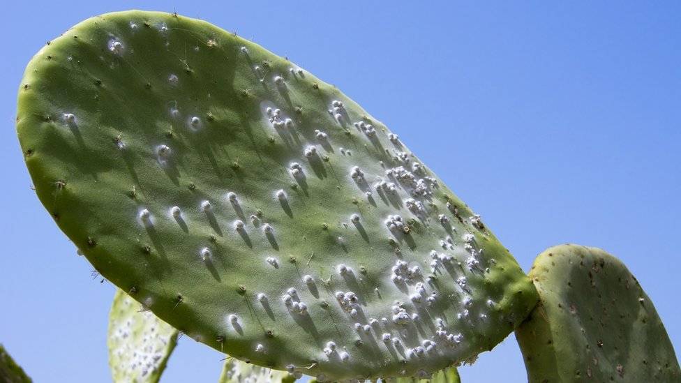 101012458c0354293cochinealbeetlesonpricklypearcactusspl-f6f49effdf5cf608884c641943f1ad9c.jpg