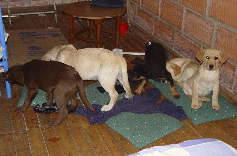 Perros utilizados para narcotráfico