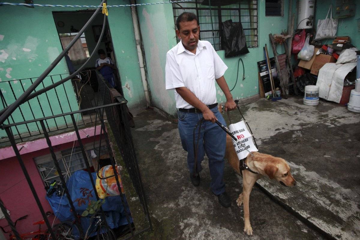 Perro Guía, Perro Lazarillo, Perro de acompañamiento