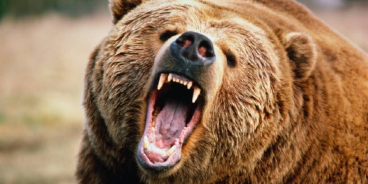 Quiso hacerse una selfie con un oso y terminó muerto — India Quiso hacerse una selfie con un oso y terminó muerto — India
