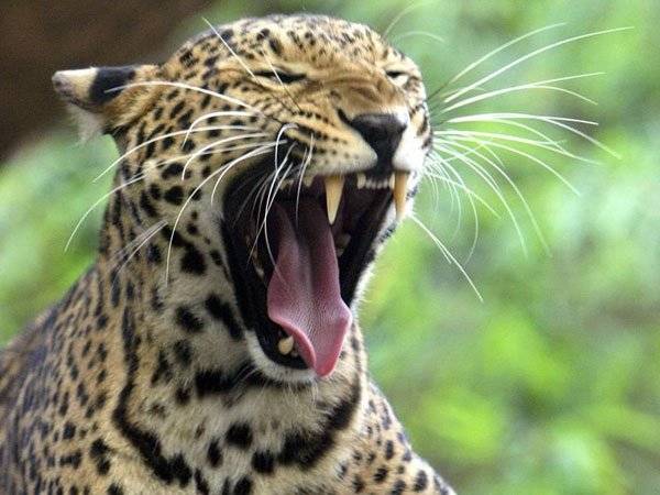 Leopardo, Niño, Uganda,
