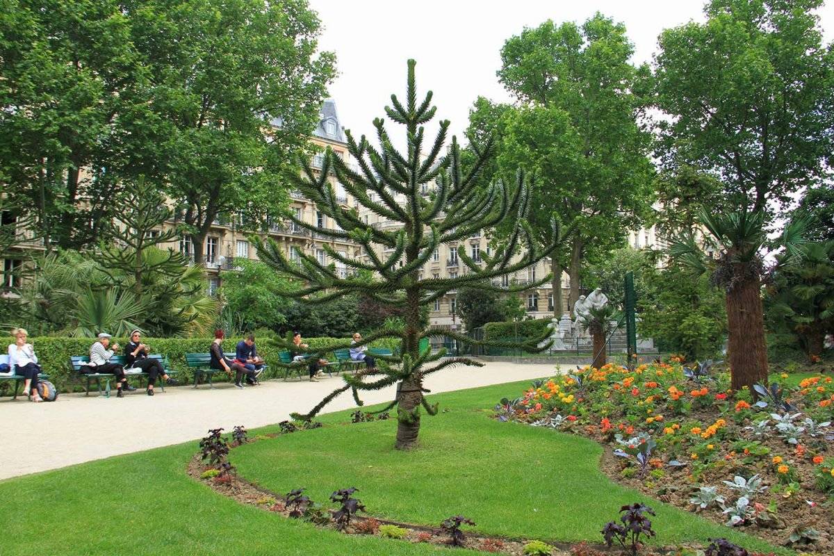 araucaria