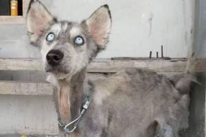 husky recuperado