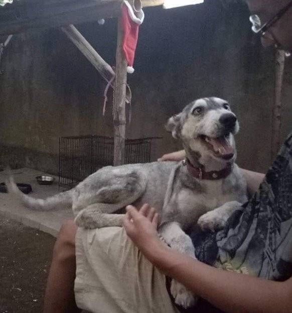 husky recuperado