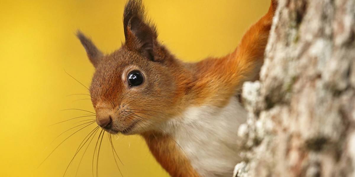 Yahoo prueba su nueva aplicación de mensajería Squirrel