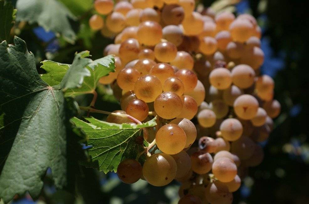 Uvas de Valle del Elqui