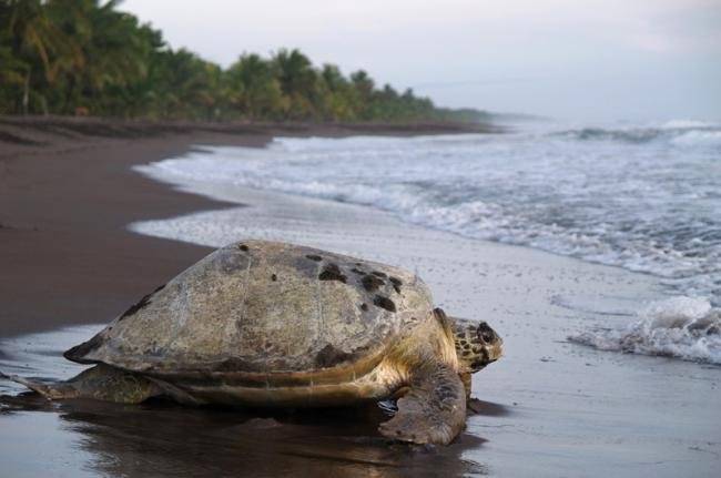 El Tortuguero