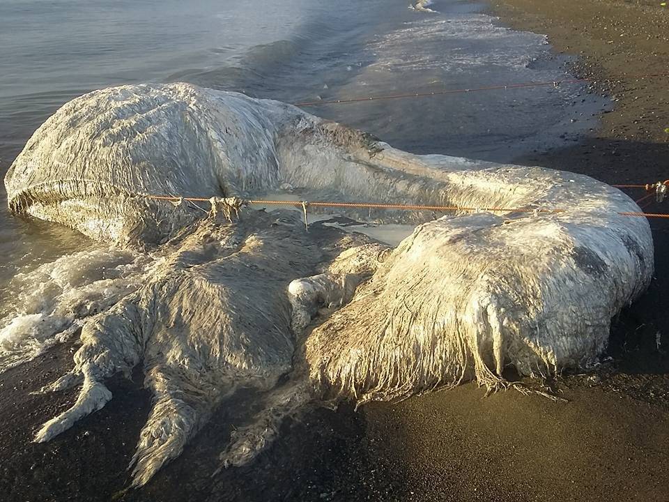 Criatura peluda impacta a ciudadanos de una playa de Filipinas
