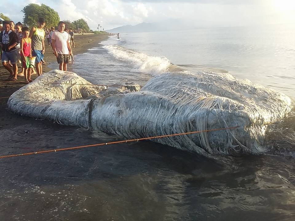 Criatura peluda impacta a ciudadanos de una playa de Filipinas