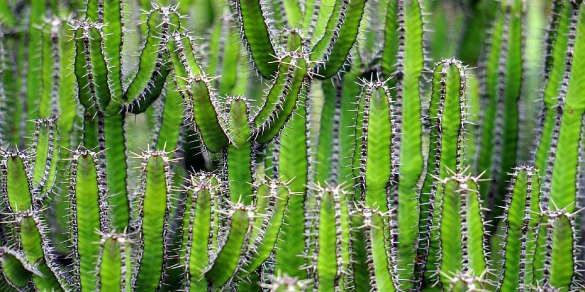 México tiene el único cactus en el mundo que "camina" y está en peligro de extinción