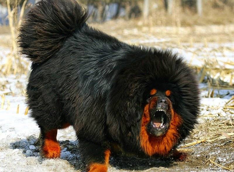 perro