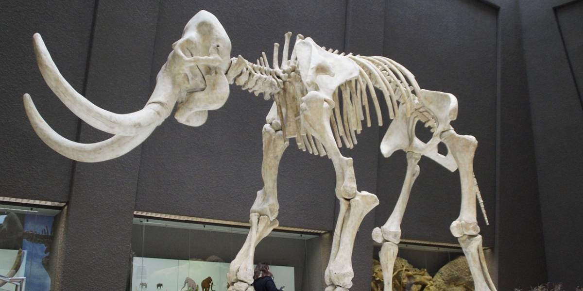 Se descubrieron restos la Edad de Hielo en México, mamuts y otros animales gigantescos