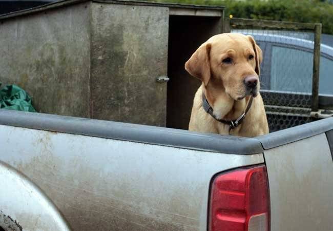 perro