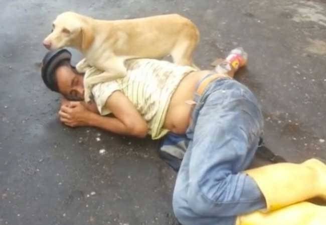 perro
