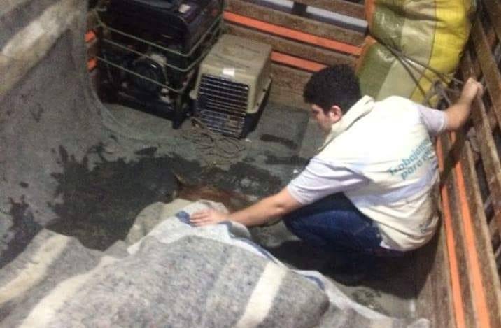 Caballo hospitalizado Medellín