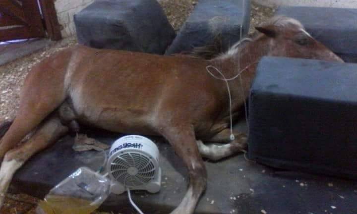 Caballo hospitalizado