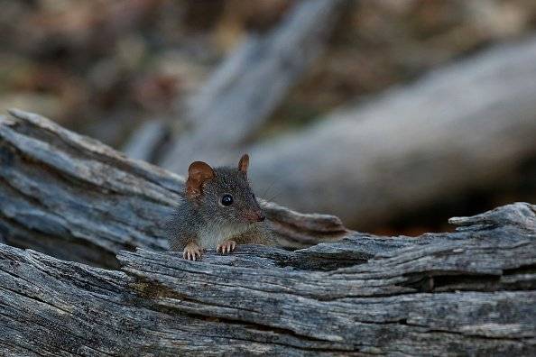 antechinus
