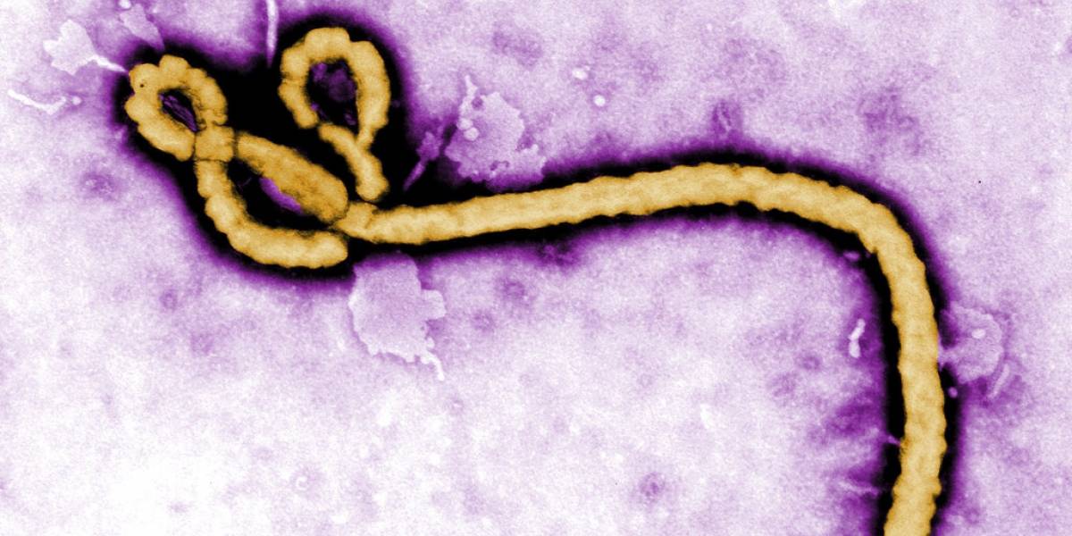 Alerta mundial por el virus del ébola: OMS declaró emergencia internacional de salud