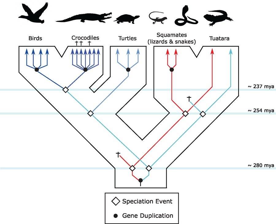 evolución