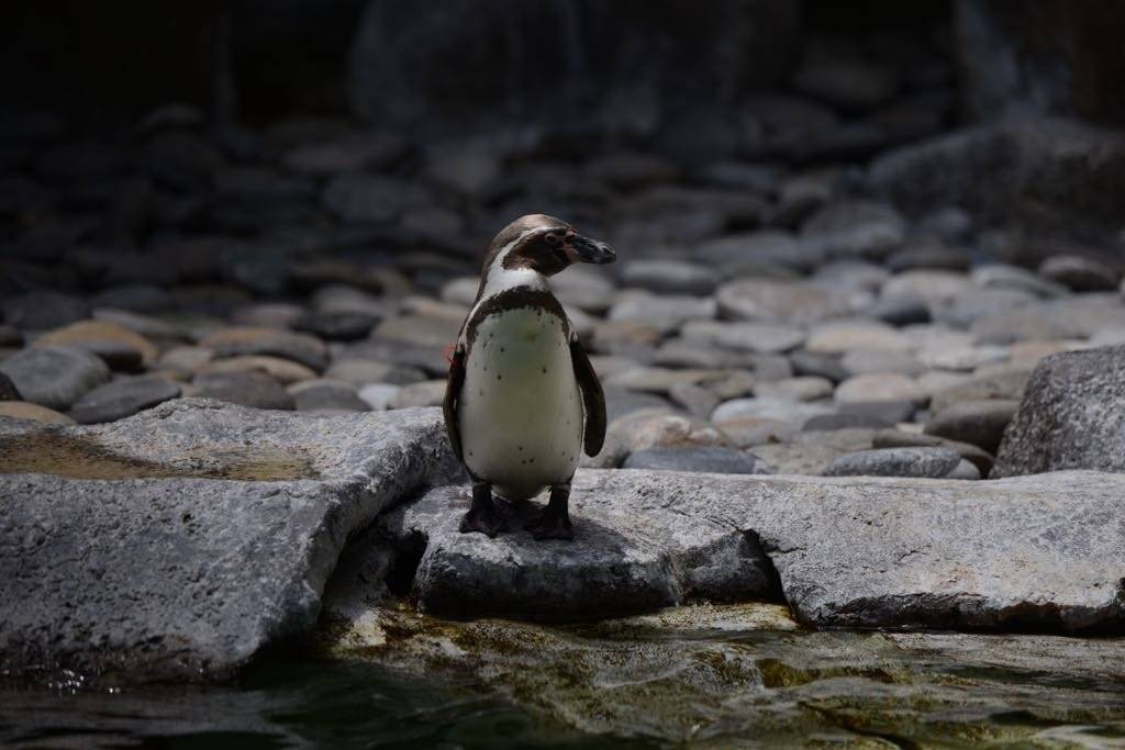 Pingüinos del zoológico La Aurora
