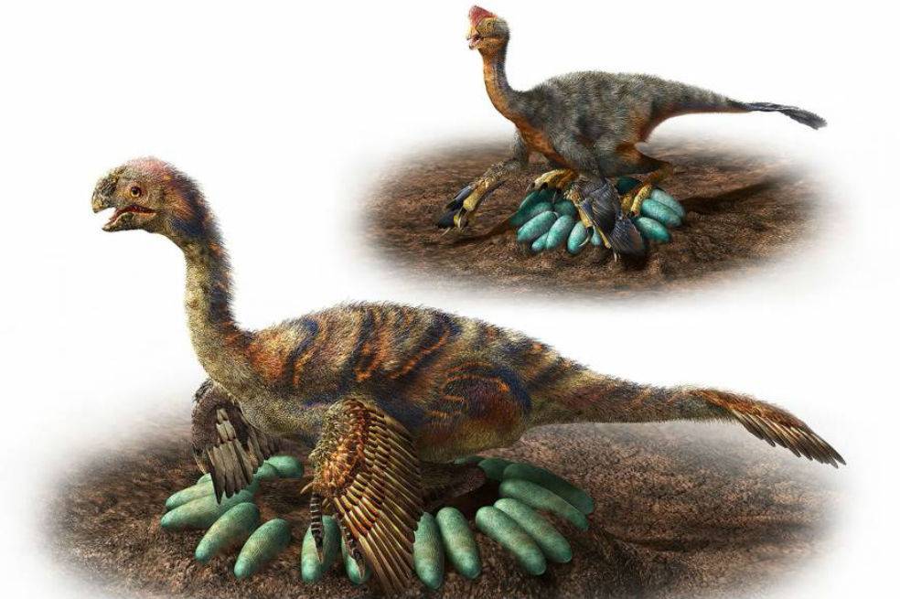 ¿Cómo hacían los grandes dinosaurios para incubar sus huevos sin aplastarlos? ¿Cómo hacían los grandes dinosaurios para incubar sus huevos sin aplastarlos?
