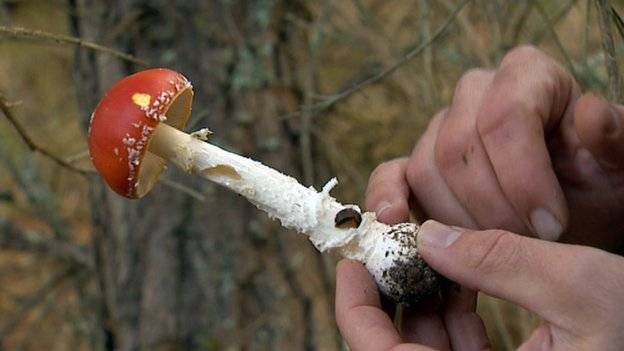 78470464flyagaric-8724181aa9583bae8feb6ff37e7a9493.jpg