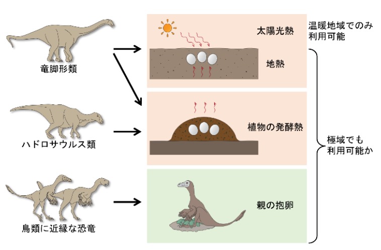 Algunos dinosaurios podían pesar hasta 2 toneladas, lo que dejaba una incógnita sobre cómo lograban darles calor a sus huevos sin hacerles daño. Algunos dinosaurios podían pesar hasta 2 toneladas, lo que dejaba una incógnita sobre cómo lograban darles calor a sus huevos sin hacerles daño.