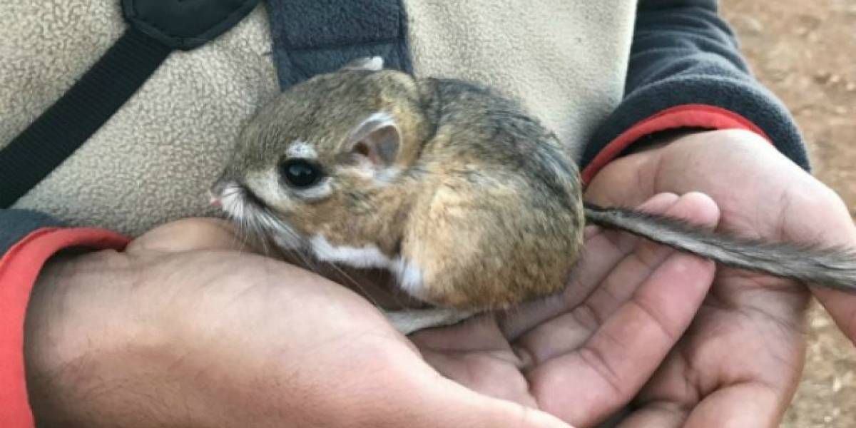 En México volvió a aparecer una extraña rata que ya se había dado por extinta