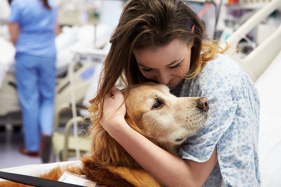 Dog Therapy