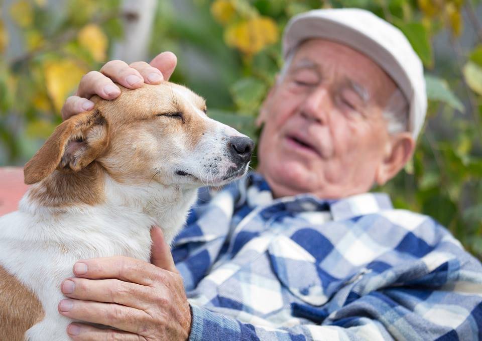 Dog Therapy
