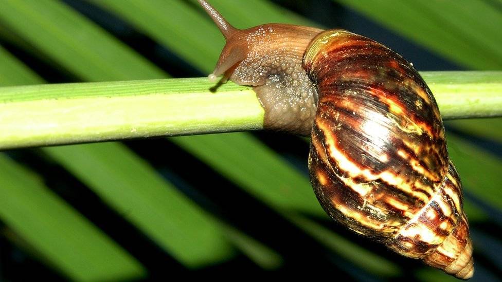 101721639caracol-f2bd6aa41e4dab91b42f1446d23b8efc.jpg