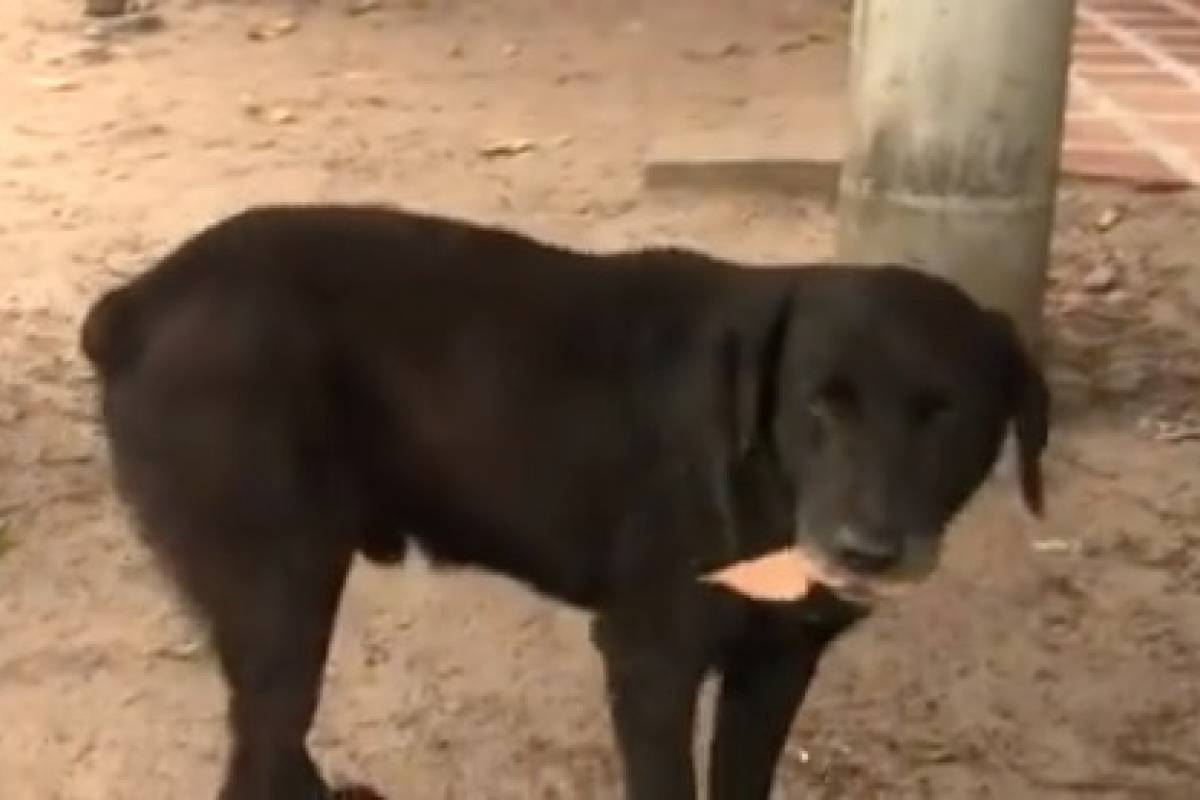 Este perrito compra galletas con hojas de los árboles