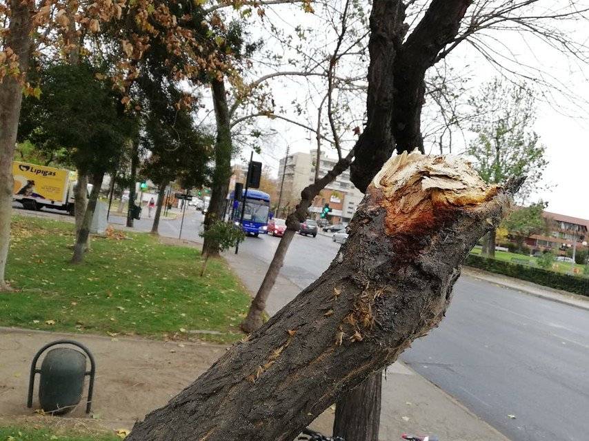 Hay 55 árboles caídos en Las Condes y varias decenas más en el resto de Santiago