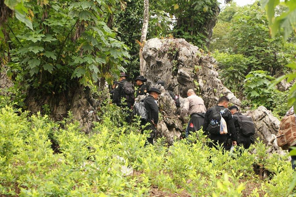 PNC localiza plantación de hojas de coca, “nunca antes vista en