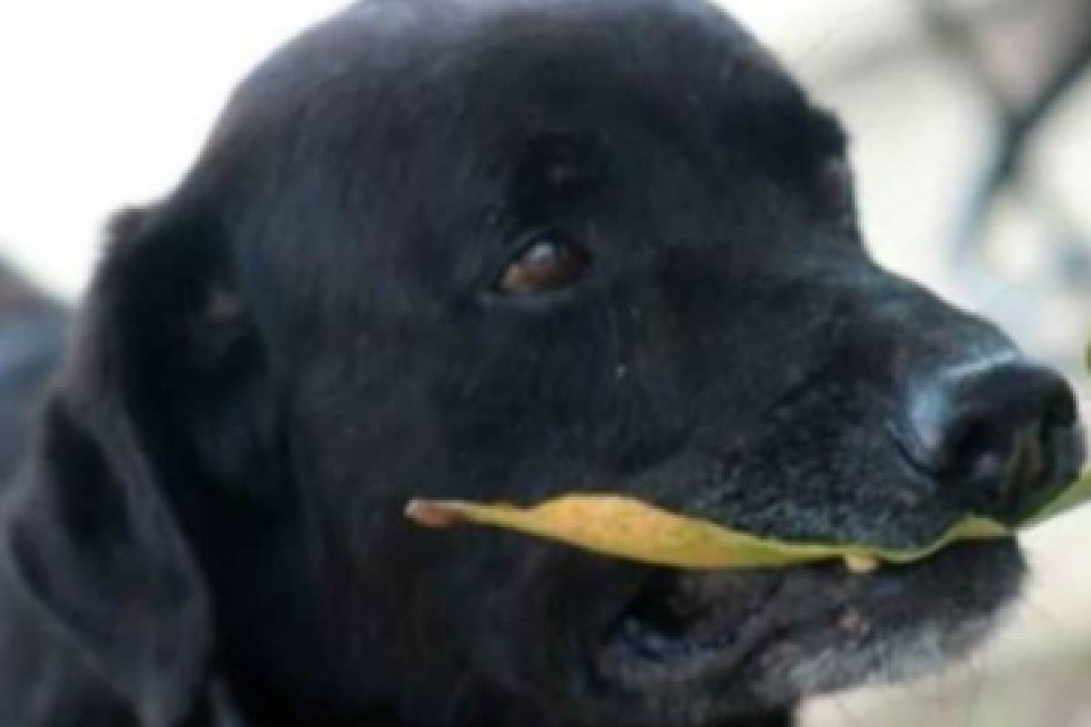 Perro quiso comprar galletas usando hojas como billetes
