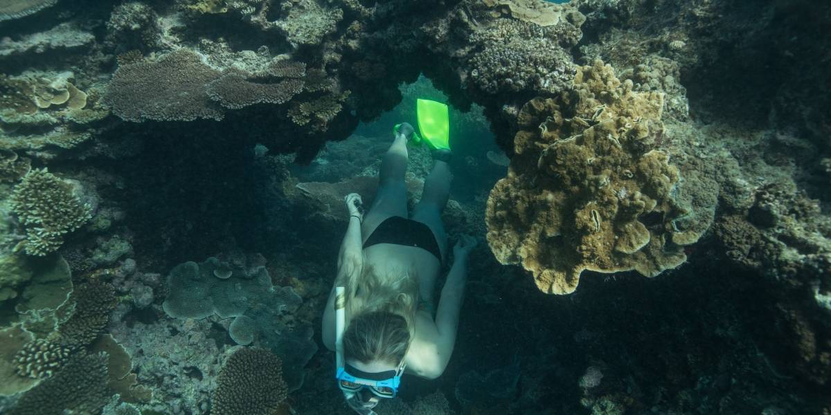 La Gran Barrera de Coral es más resistente de lo que se pensaba