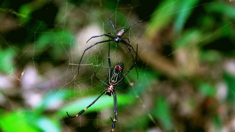 101833133aranha2-dd5b27d769634d6f3a90d4bb4522be1c.jpg