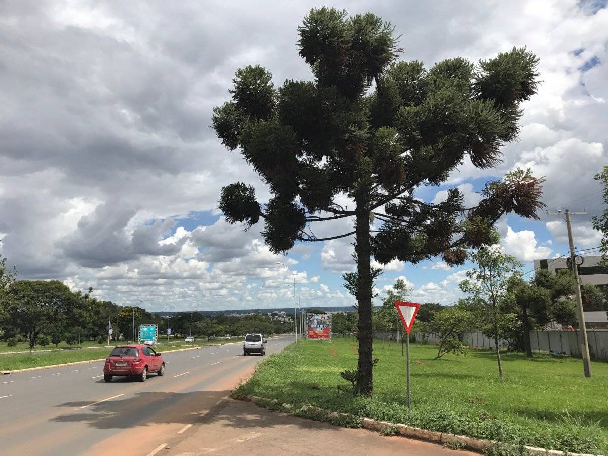 101752056araucaria1-44998987f09c4d620fdd38f0e9d3483e.jpg