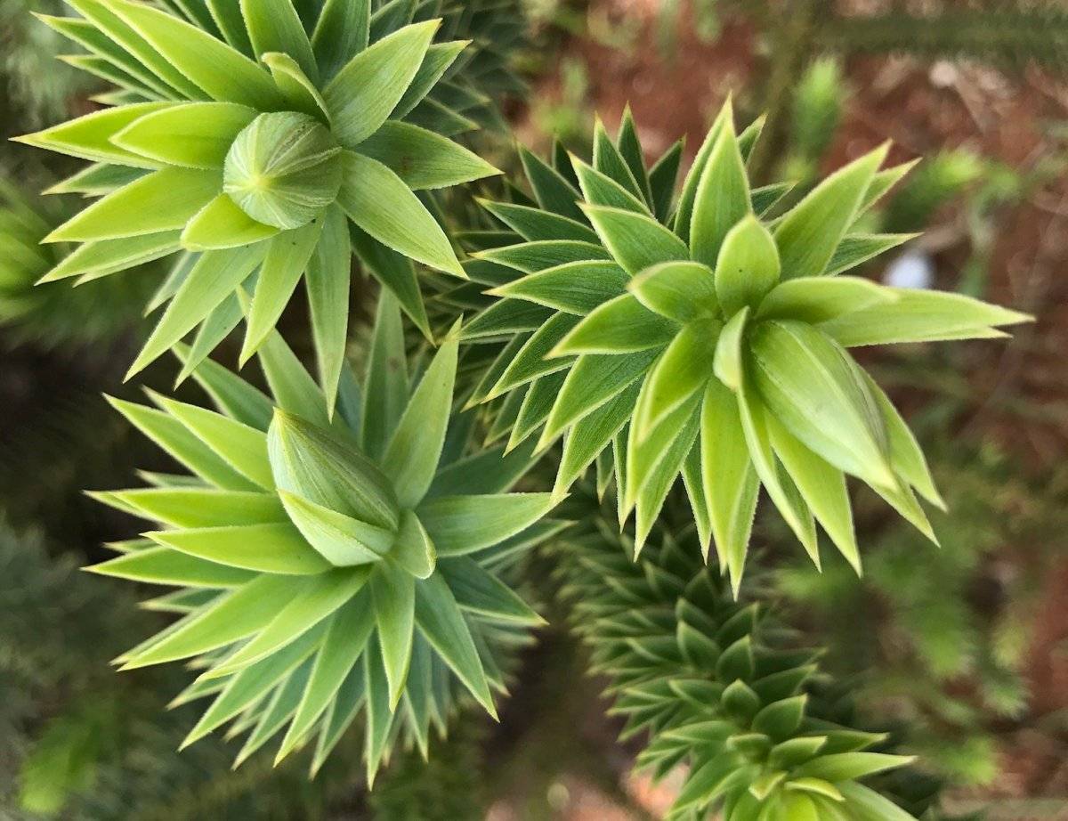 101752058araucaria2-121d6c8a1ed5c30c47059fd7951aab92.jpg
